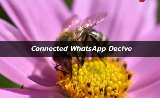 How To Connect WhatsApp Device